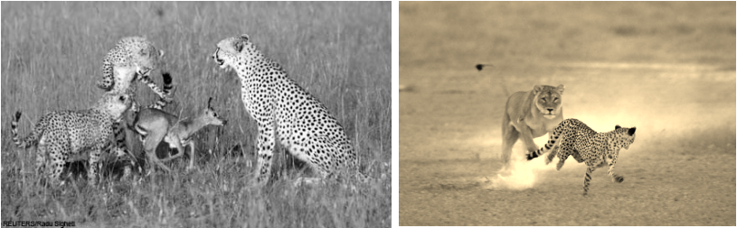 Essay - Cheetahs